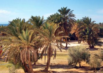 مصر والسياحة الطبية