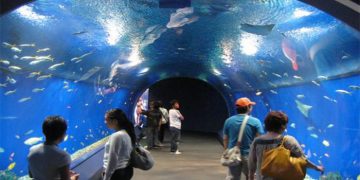 الغردقة جراند أكواريوم 2019