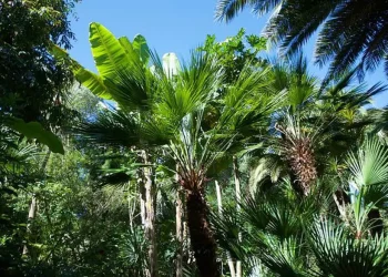 جزيرة الموز بالاقصر