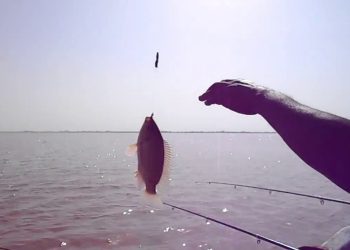 احسن أماكن الصيد في النيل